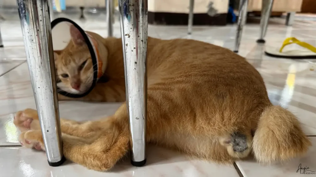alexander recovering under the table alexander recovering under the table