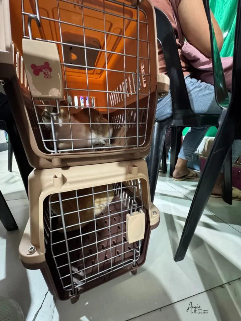 maddie and alexander patiently waiting in their crates maddie and alexander patiently waiting in their crates
