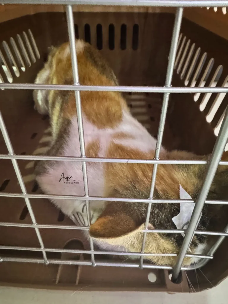 maddie recovering in her crate post-spaying maddie recovering in her crate post-spaying