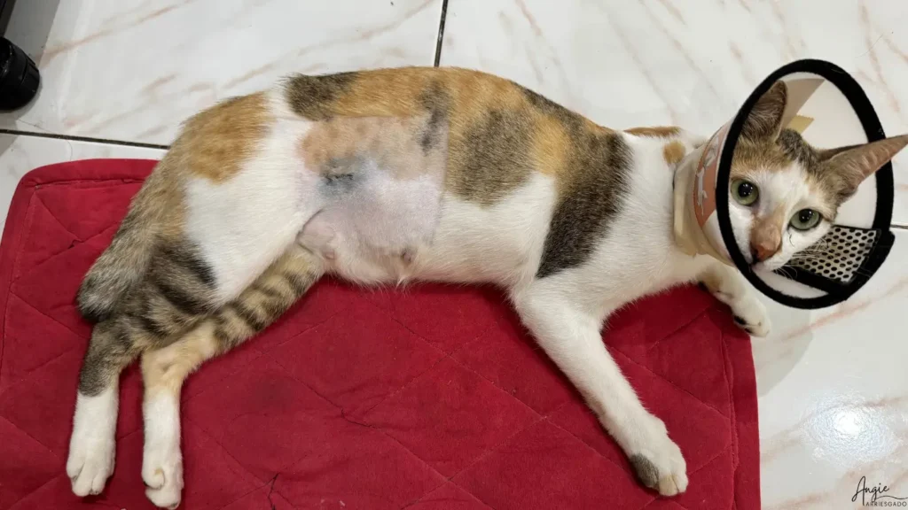 maddie stitches healing nicely maddie's stitches healing nicely